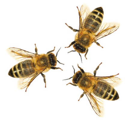 bees bees